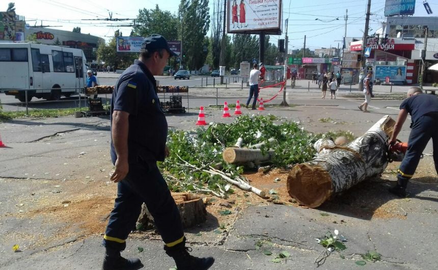Проведено роботи зі знесення дерева Проведено роботи зі знесення дерева