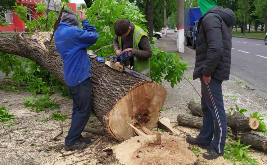 Знесення та санітарна обрізка дерев Знесення та санітарна обрізка дерев