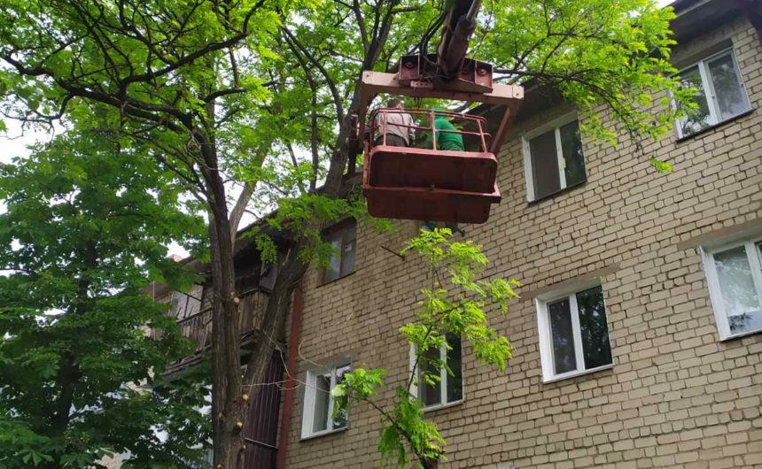 Санітарна обрізка дерев Санітарна обрізка дерев