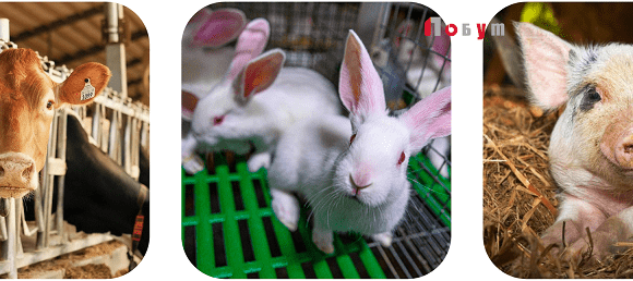 Ідентифікація тварин – обов’язок кожного власника! Ідентифікація тварин – обов’язок кожного власника!