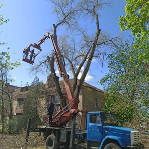 Ліквідація аварійного дерева