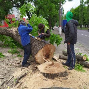 Знесення та санітарна обрізка дерев