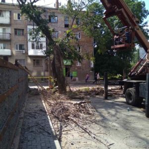 Знесення сухих та аварійних дерев