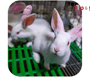 Ідентифікація тварин – обов’язок кожного власника!