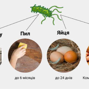 САЛЬМОНЕЛЬОЗ – небезпечне захворювання